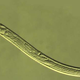 Illustration for article titled Find A Vein, You Nematode Sluts, Because Here Come 10 Mesofauna Taxa To Blow Your Shit To Nirvana